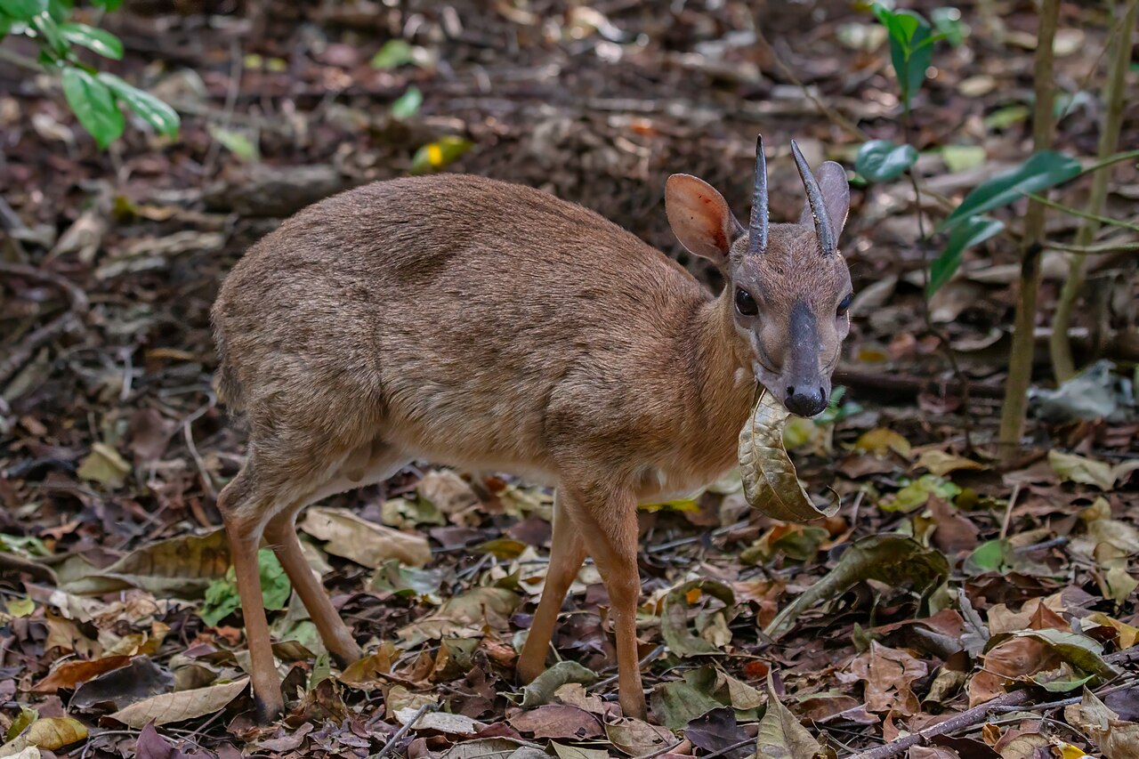 Photo of Suni