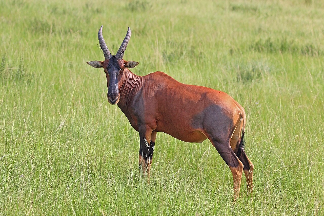 Photo of Topi