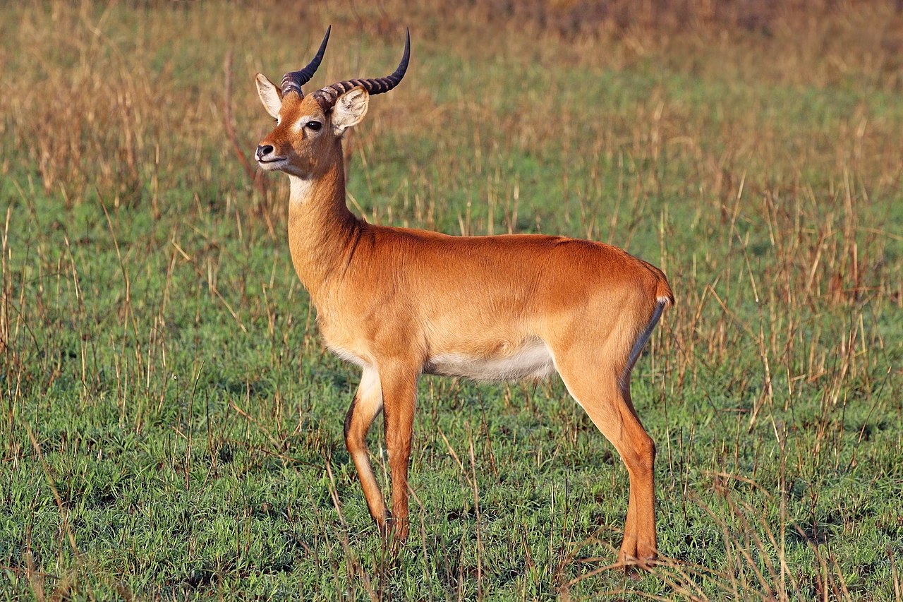 Photo of Uganda Kob