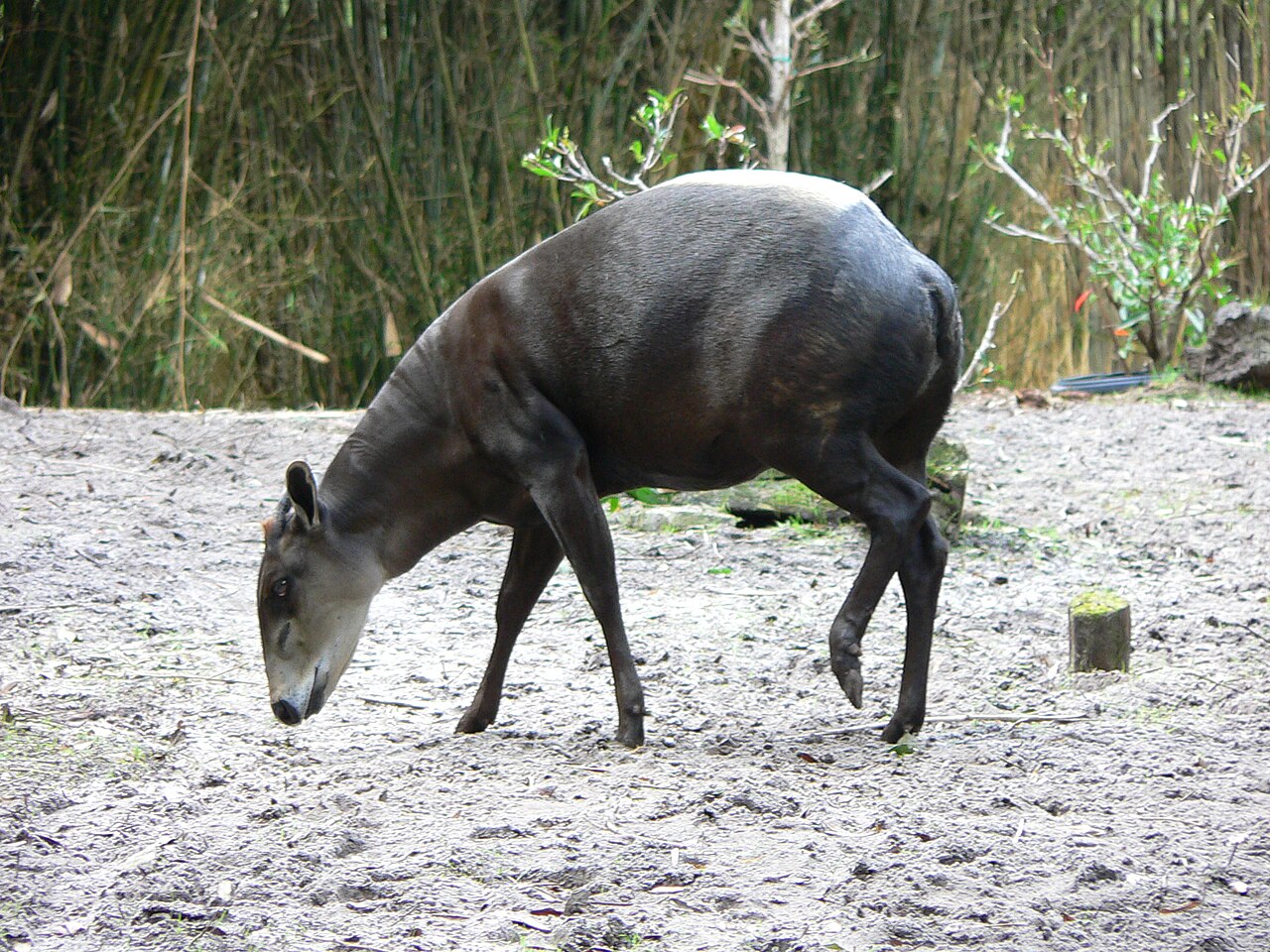 Photo of Yellow-backed Duiker